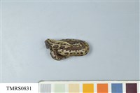 藏品(菊池氏龜殼花)的圖片